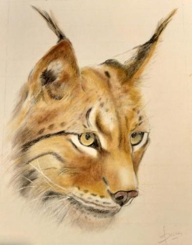 Lynx 